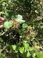 Image de Clematis texensis Buckl.