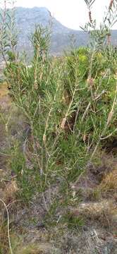 Image of scarlet bottlebrush