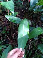 Image of Heliconia richardiana Miq.