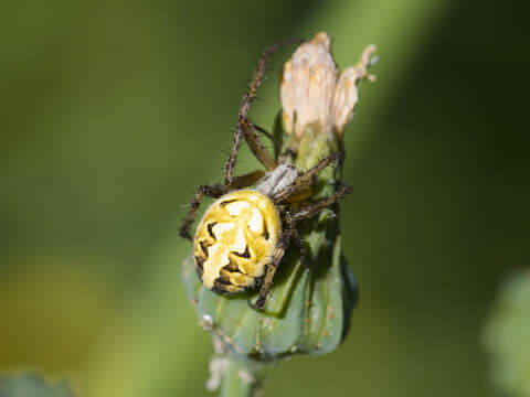 Image of Neoscona adianta (Walckenaer 1802)