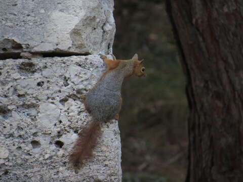 صورة Sciurus subgen. Tenes Thomas 1909