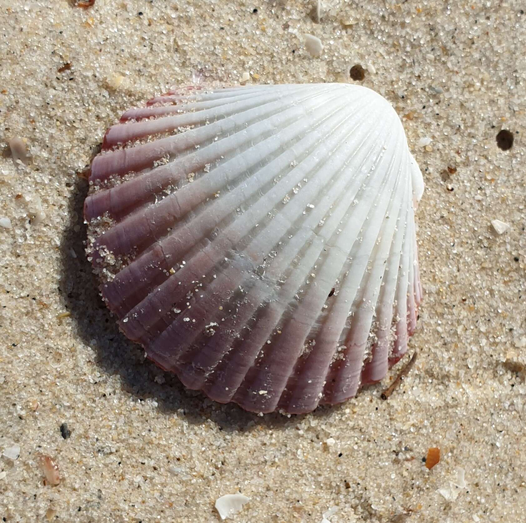 صورة Pecten fumatus Reeve 1852