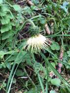 Image de Cirsium erisithales (Jacq.) Scop.