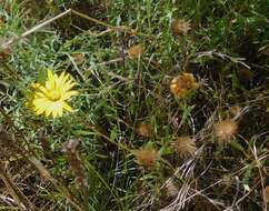 Image of Texas sleepydaisy