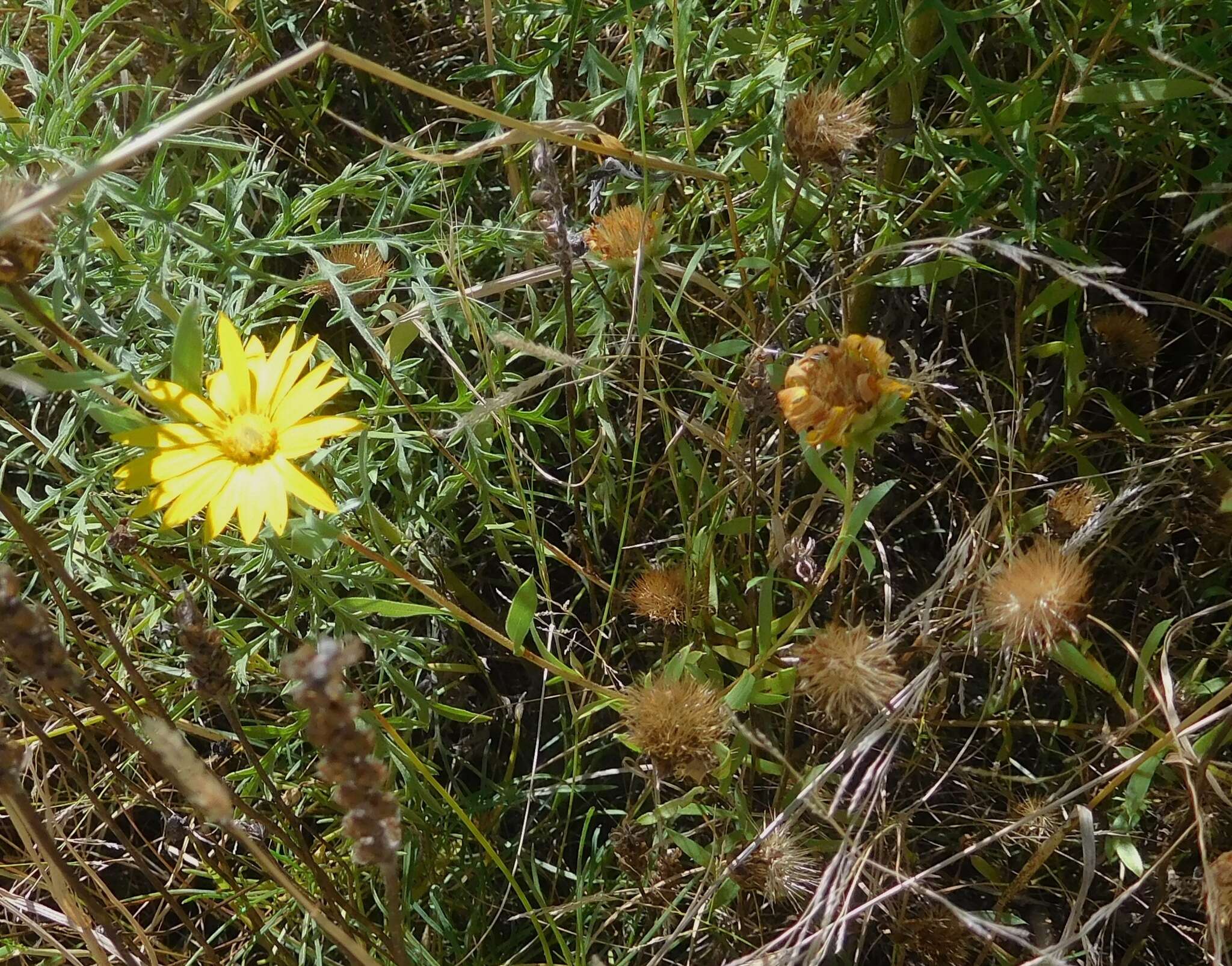 Image of Texas sleepydaisy