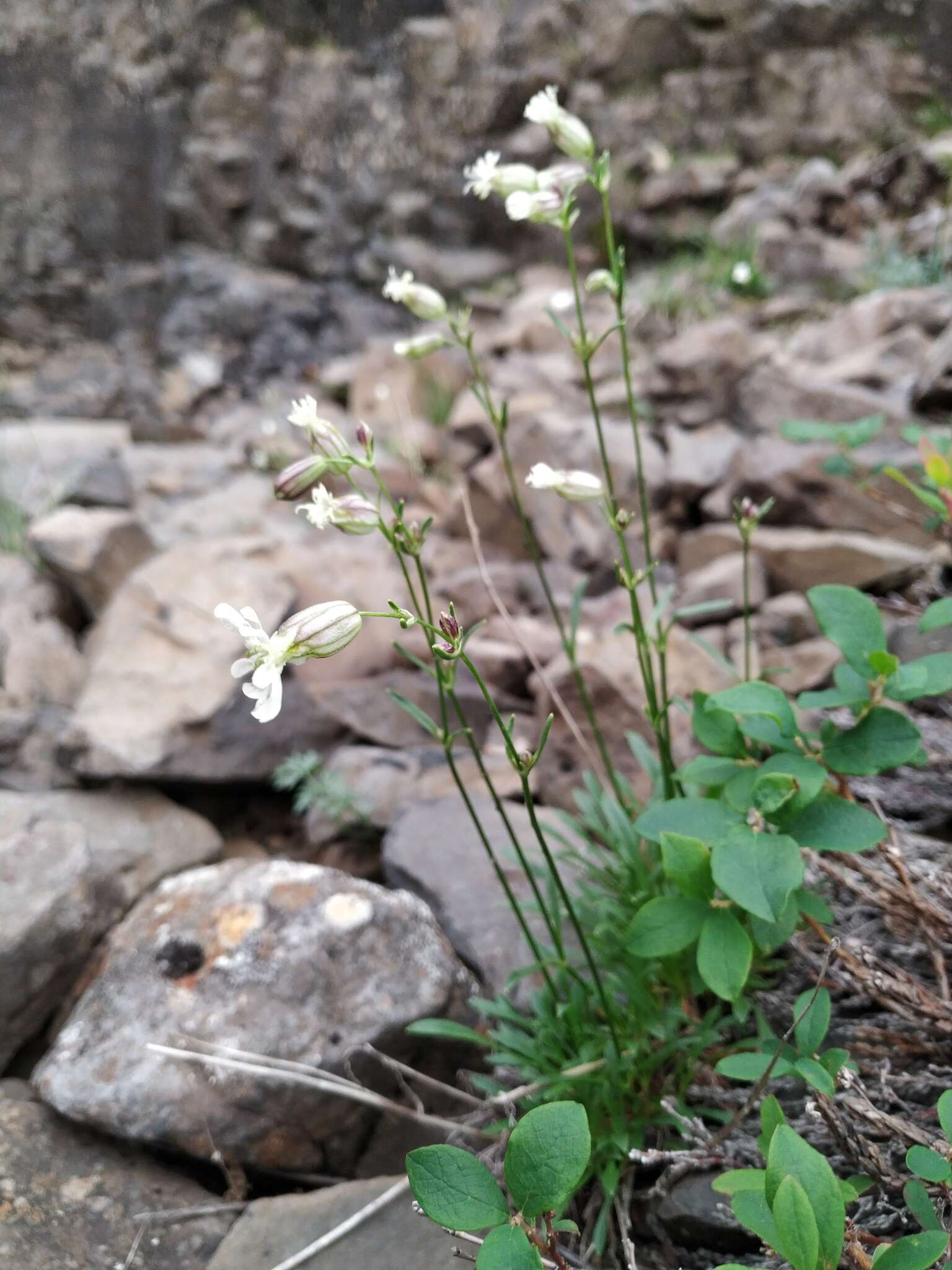 Image of Silene paucifolia Ledeb.