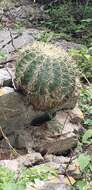 Ferocactus glaucescens (DC.) Britton & Rose resmi