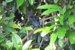 Image of Black-bellied Malkoha