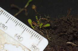 Image of Leptinella dispersa subsp. rupestris (D. Lloyd) D. G. Lloyd & C. J. Webb