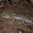 Image of Borneo Bow-fingered Gecko