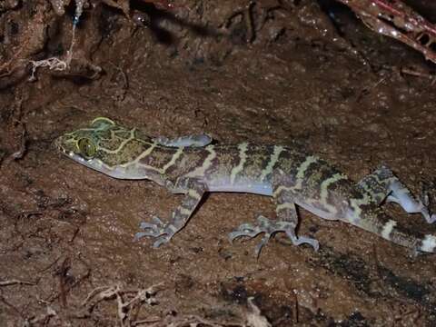 Image of Borneo Bow-fingered Gecko