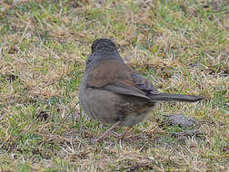 Image of Junco phaeonotus alticola Salvin 1863