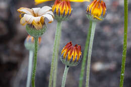 Imagem de Euryops othonnoides (DC.) B. Nordenst.