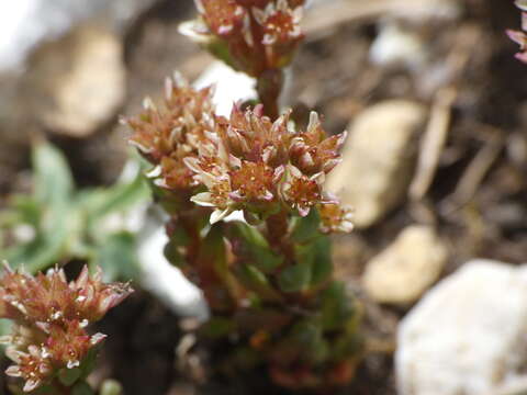 Слика од Sedum atratum L.