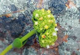 Image of Crassula latibracteata Tölken