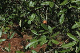 Image of Quercus crassipes Bonpl.