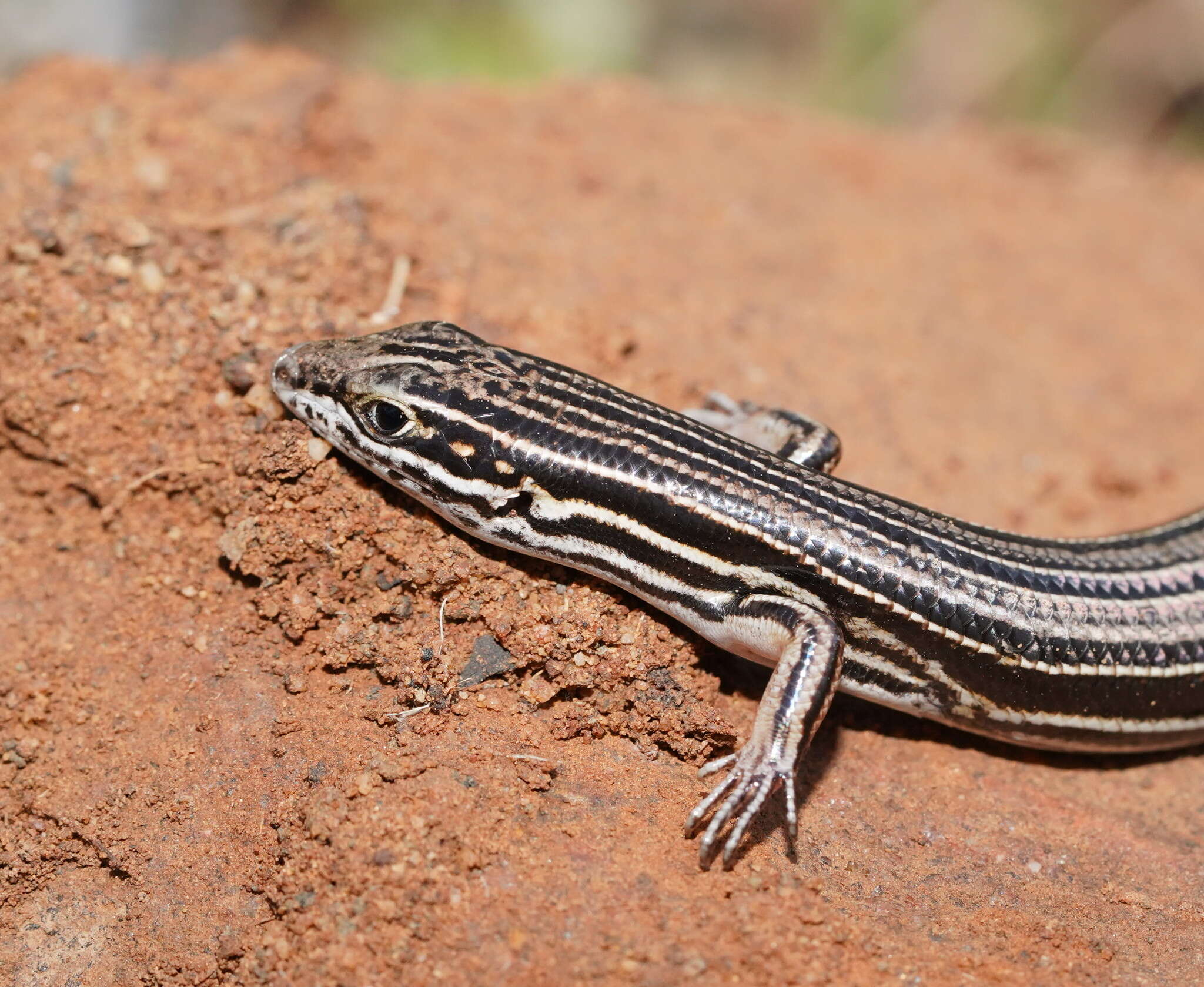 Imagem de Ctenotus taeniolatus (White 1790)