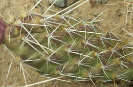 Image of Panhandle Prickly-pear