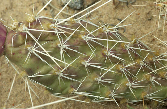 Imagem de Opuntia polyacantha Haw.