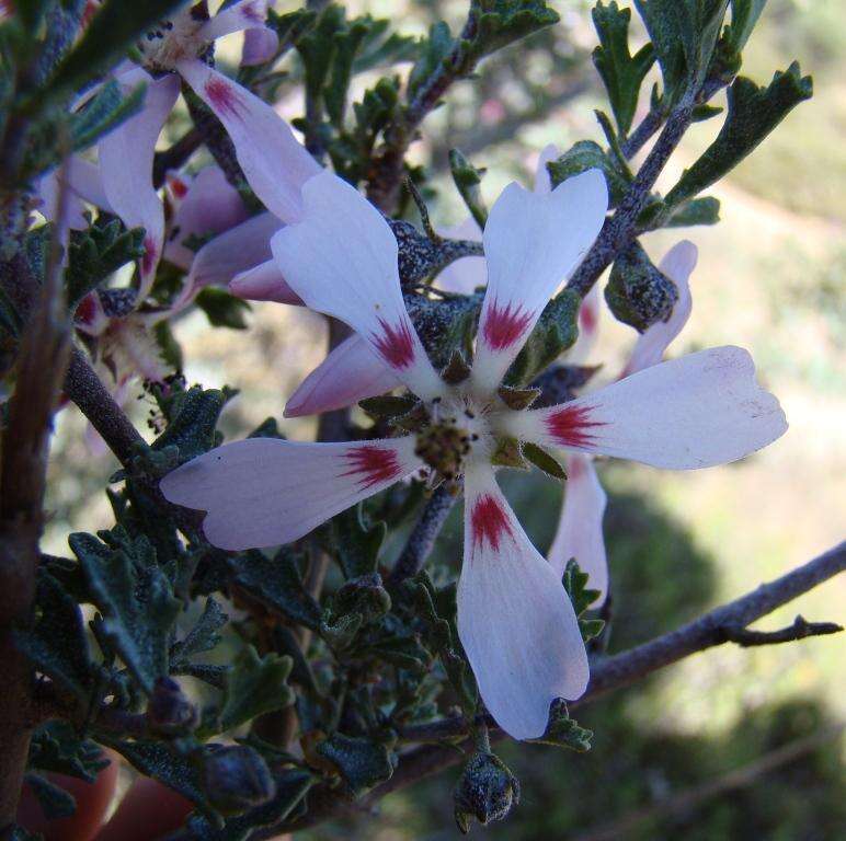 Imagem de Anisodontea fruticosa (Bergius) D. M. Bates