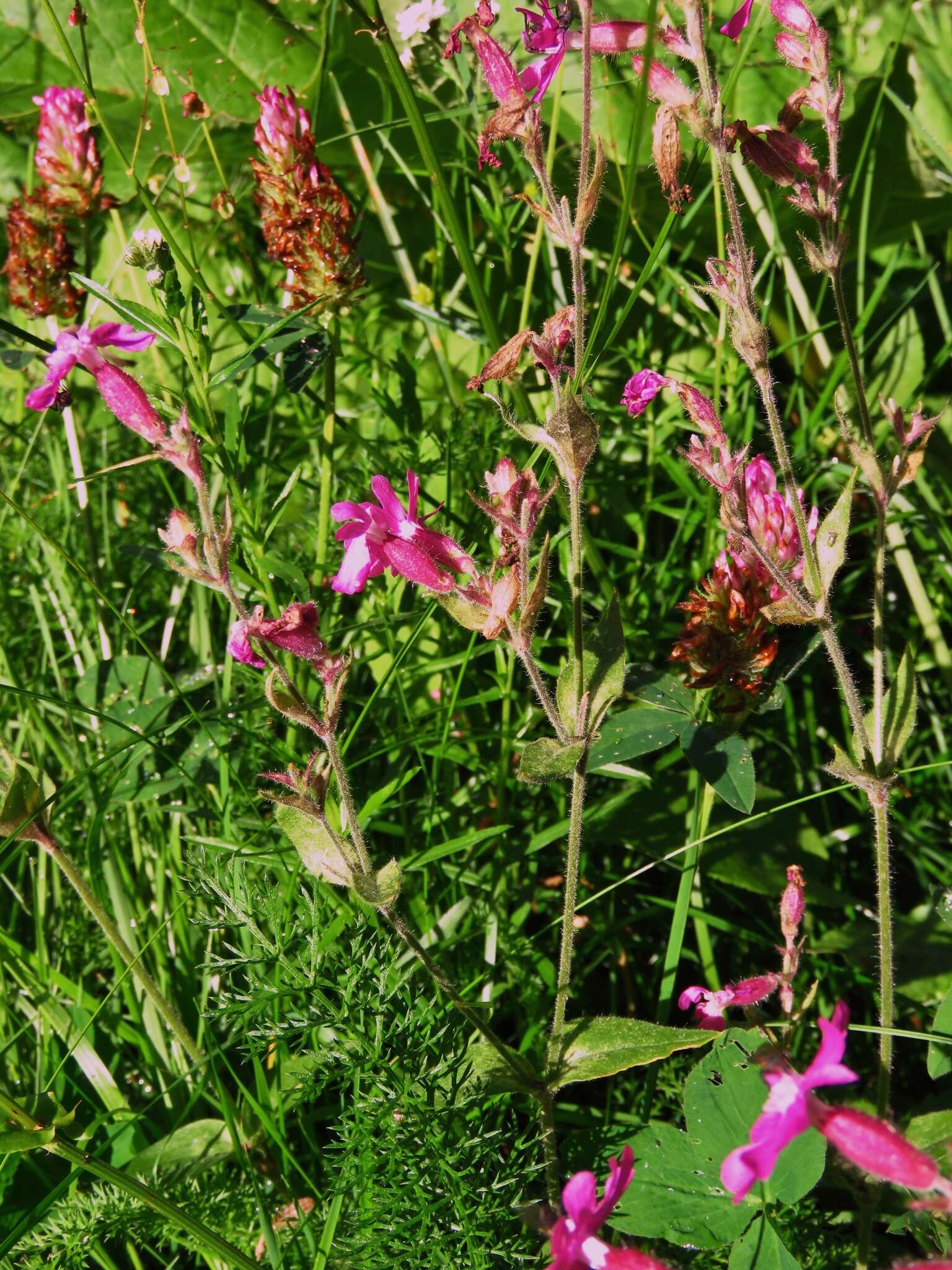 صورة Silene dioica (L.) Clairv.