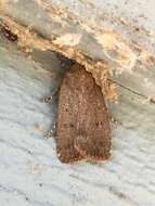 Image of mouse moth