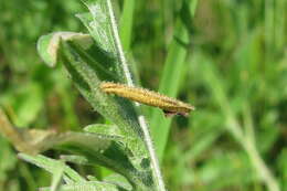 Image of Coleophora brevipalpella Wocke 1874