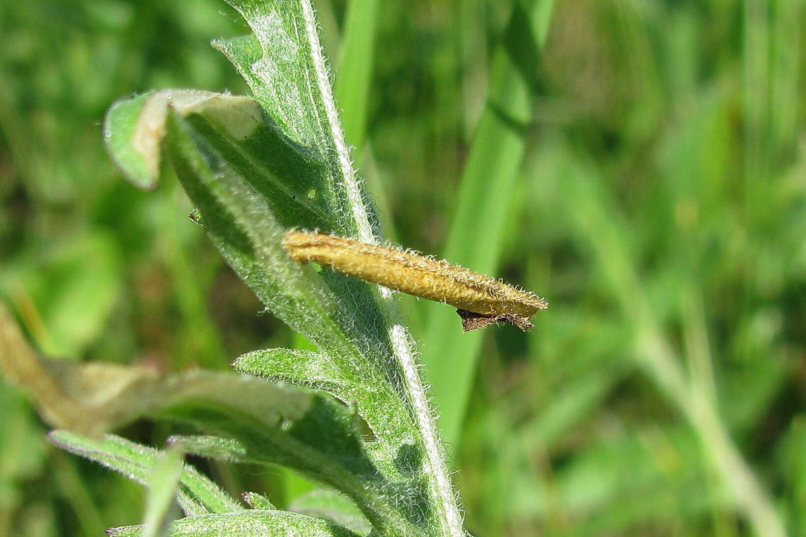 Image of Coleophora brevipalpella Wocke 1874