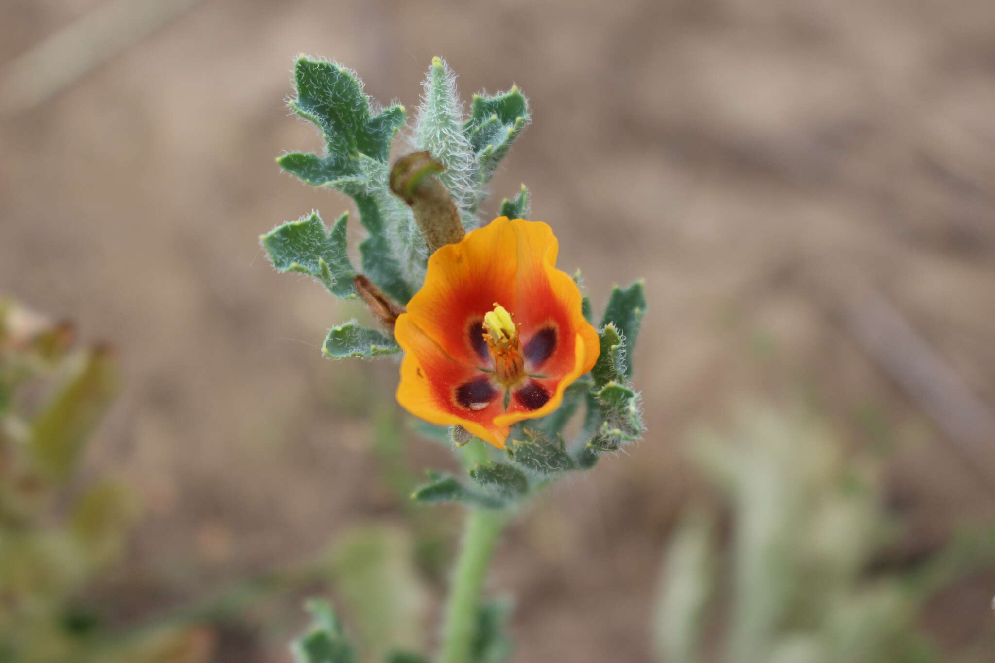 Image of blackspot hornpoppy