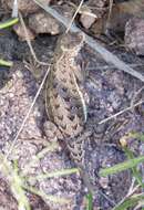 Image of Elegant Earless Lizard