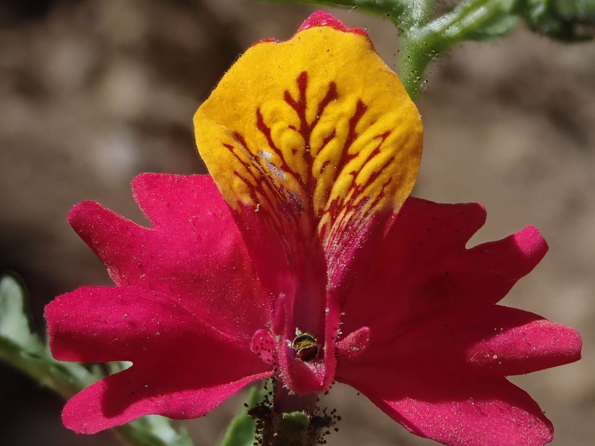 Imagem de Schizanthus grahamii Gill.