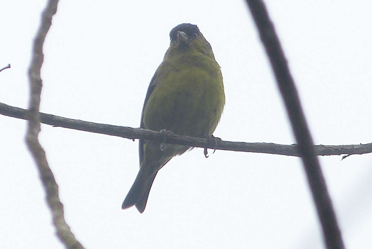 Image of Black-capped Siskin