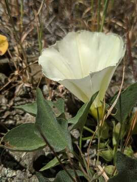 Image de Calystegia subacaulis subsp. episcopalis R. K. Brummitt