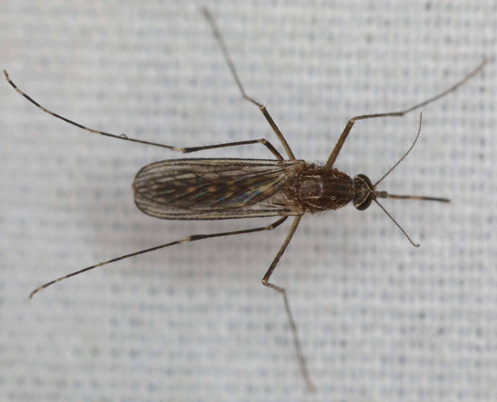 Image of Western Encephalitis Mosquito