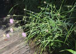 Imagem de Cirsium nipponicum var. incomptum (Maxim.) Y. Kadota