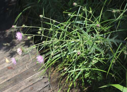 Imagem de Cirsium nipponicum (Maxim.) Mak.