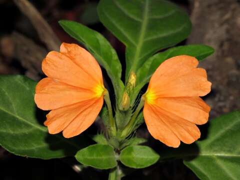 Imagem de Crossandra fruticulosa Lindau