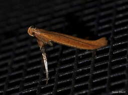 Image of Caloptilia invariabilis (Braun 1927)