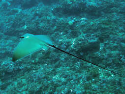 Image of Common Eagle Ray