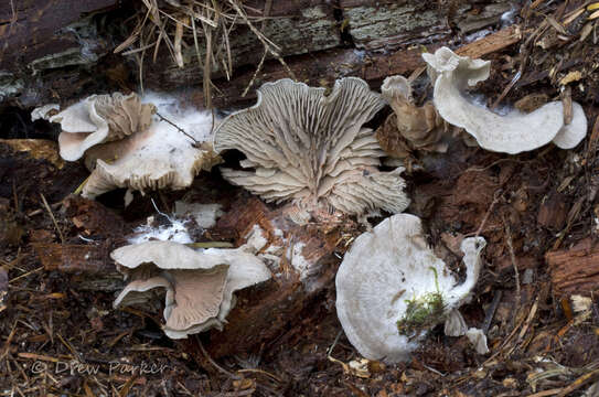 Imagem de Entoloma byssisedum (Pers.) Donk 1949