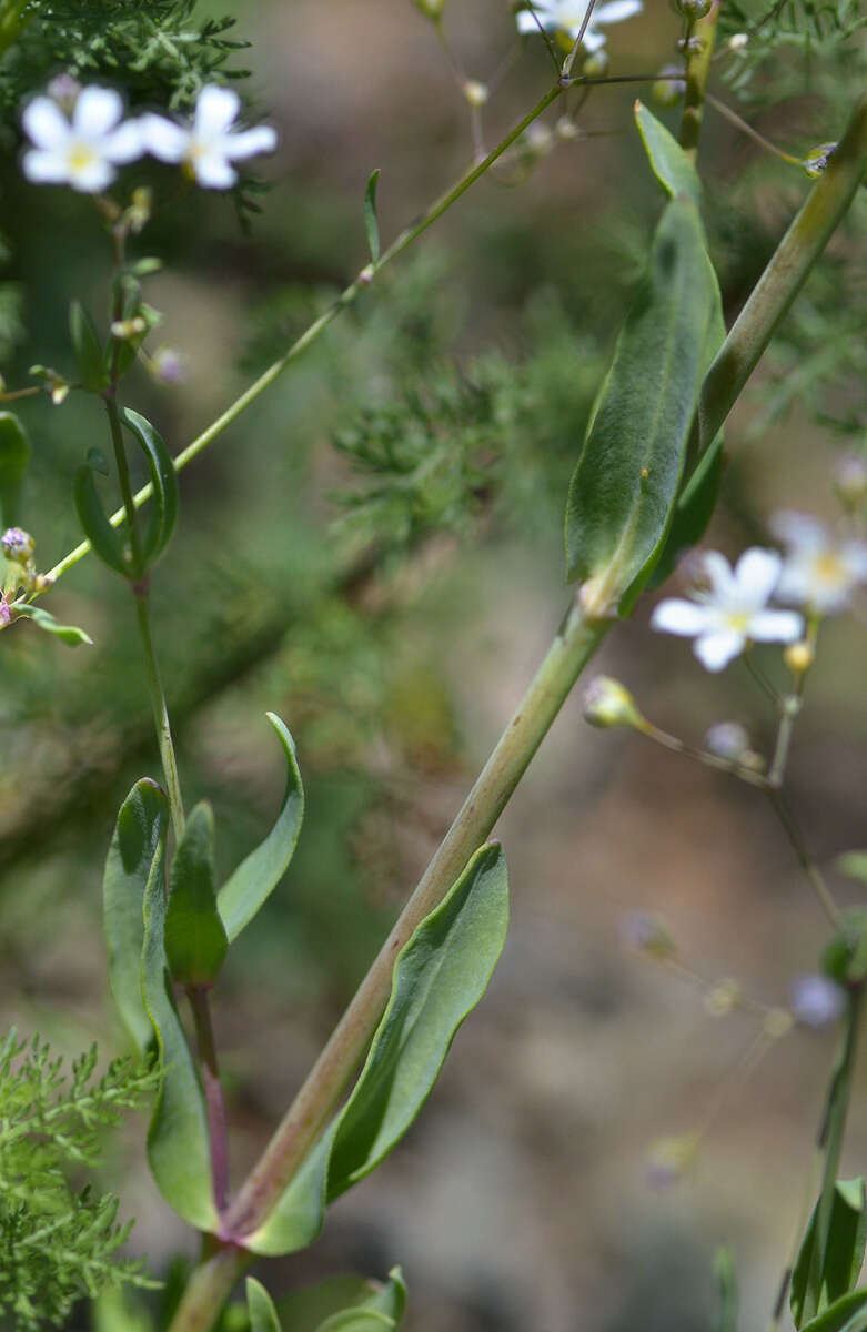 Слика од Gypsophila elegans M. Bieb.