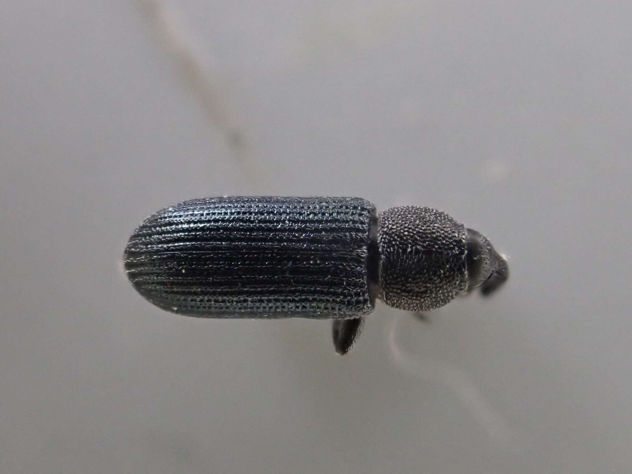 Image of Yellow toadflax stem weevil