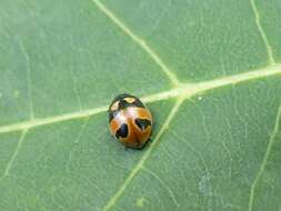 Image of Coccinella hieroglyphica kirbyi Crotch 1874