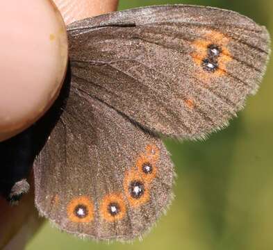 Image of Bright-eyed Ringlet