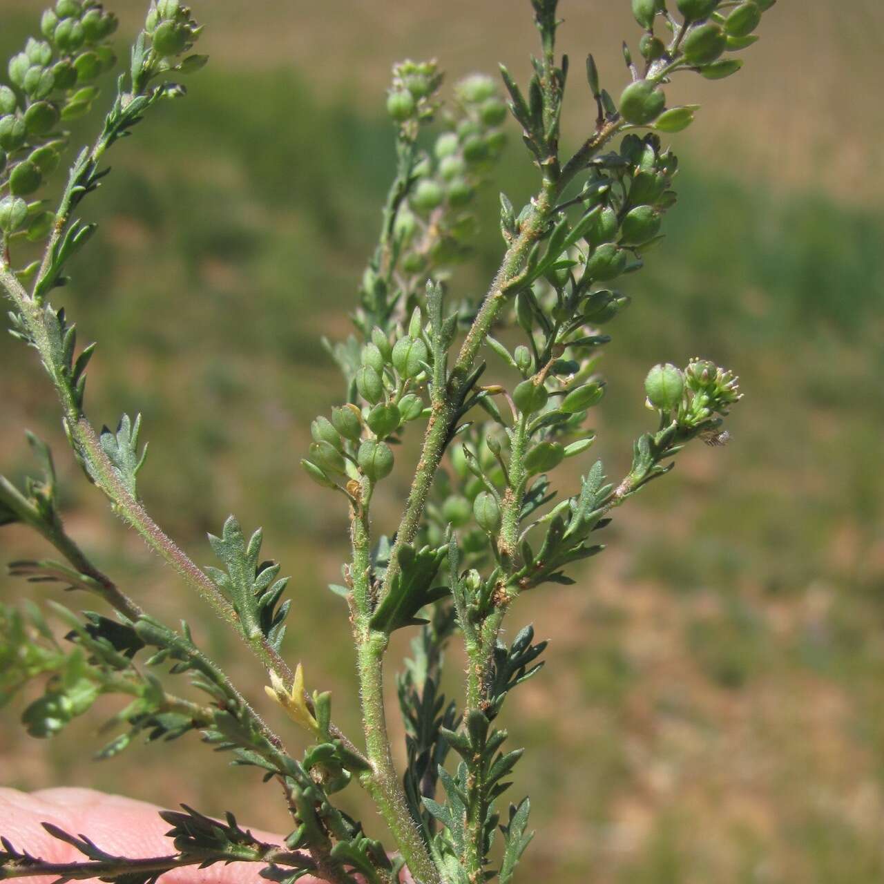 Plancia ëd Lepidium oblongum Small