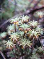 Image of Marchantiaceae