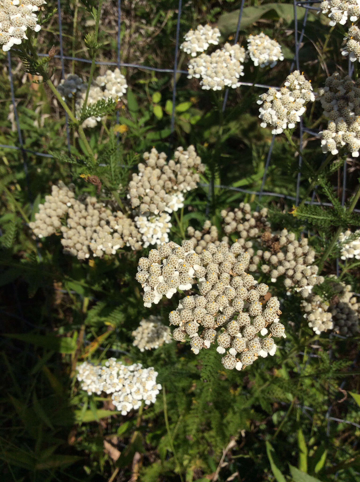 Image of common yarrow