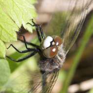 Leucorrhinia intacta (Hagen 1861) resmi