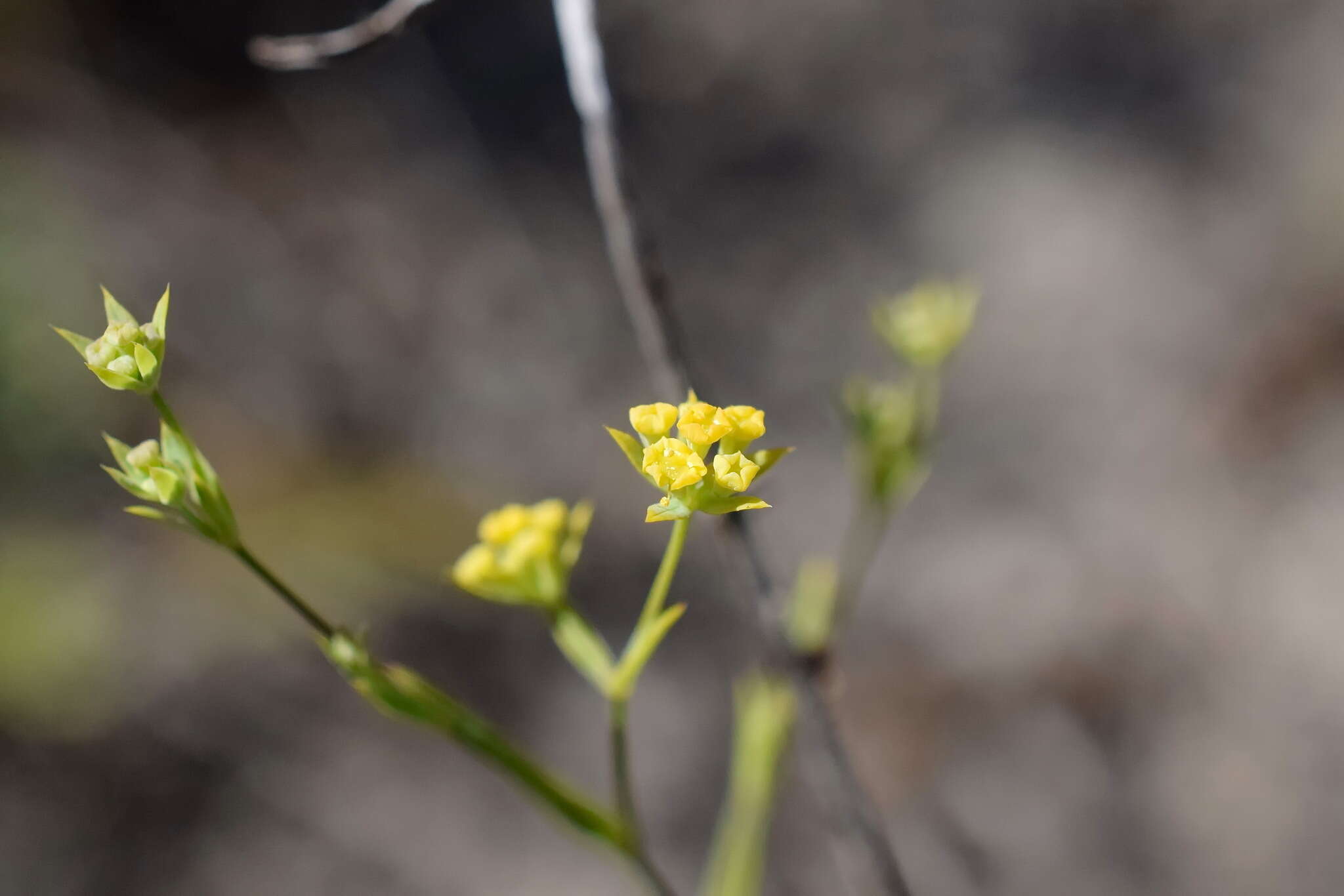 Bupleurum brachiatum C. Koch ex Boiss. resmi