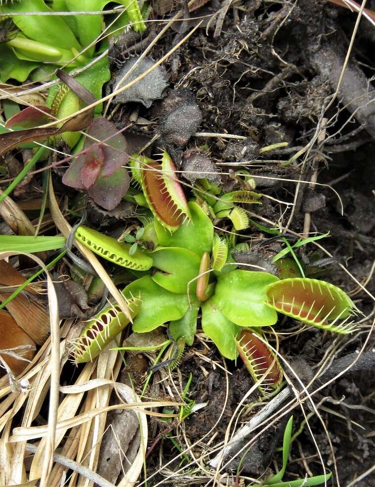 Image of Dionaea